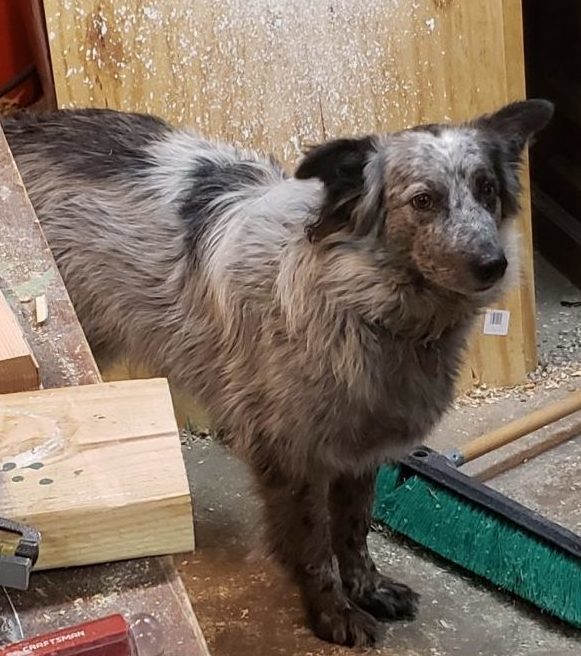 Tobi the Supervisor