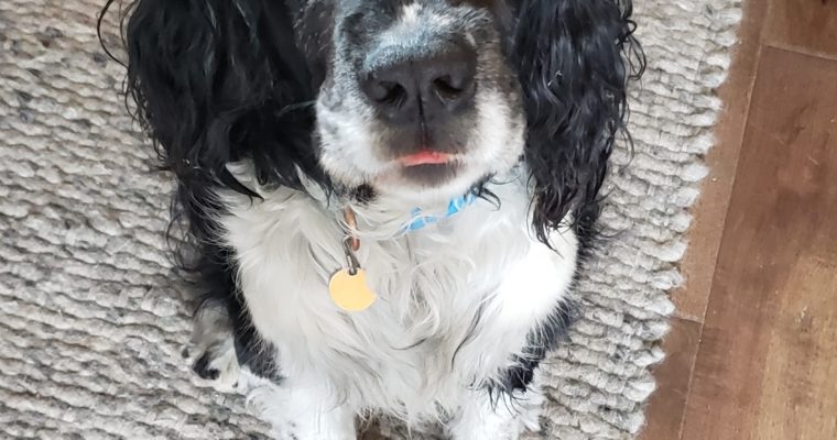 Good Bye Old Shop Dog