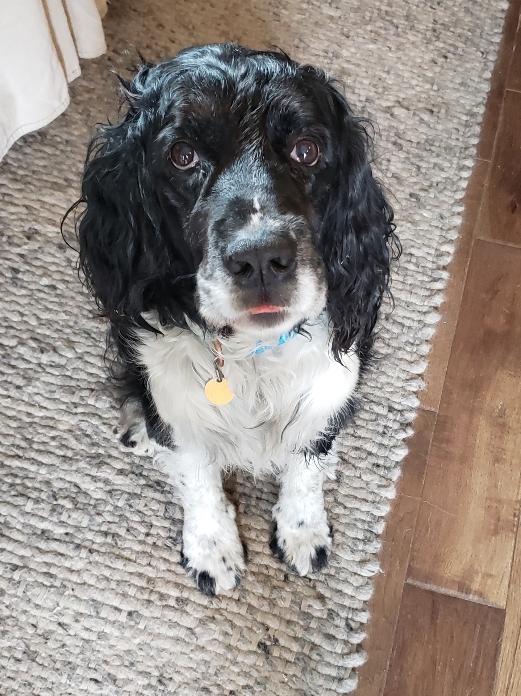 Good Bye Old Shop Dog