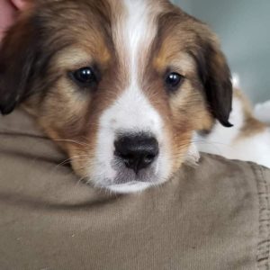 Jasper the English Sheppard